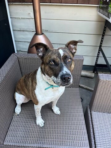 ROCKET, Adoptable, Young Male Pit Bull Terrier & Cattle Dog.