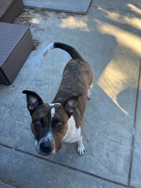 Enlarge ROCKET, a Adoptable mixed breed in Pittsburg, CA image 2/8