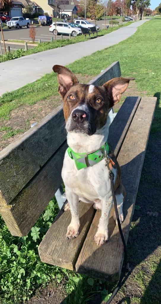 Enlarge ROCKET, a Adoptable mixed breed in Pittsburg, CA image 3/8