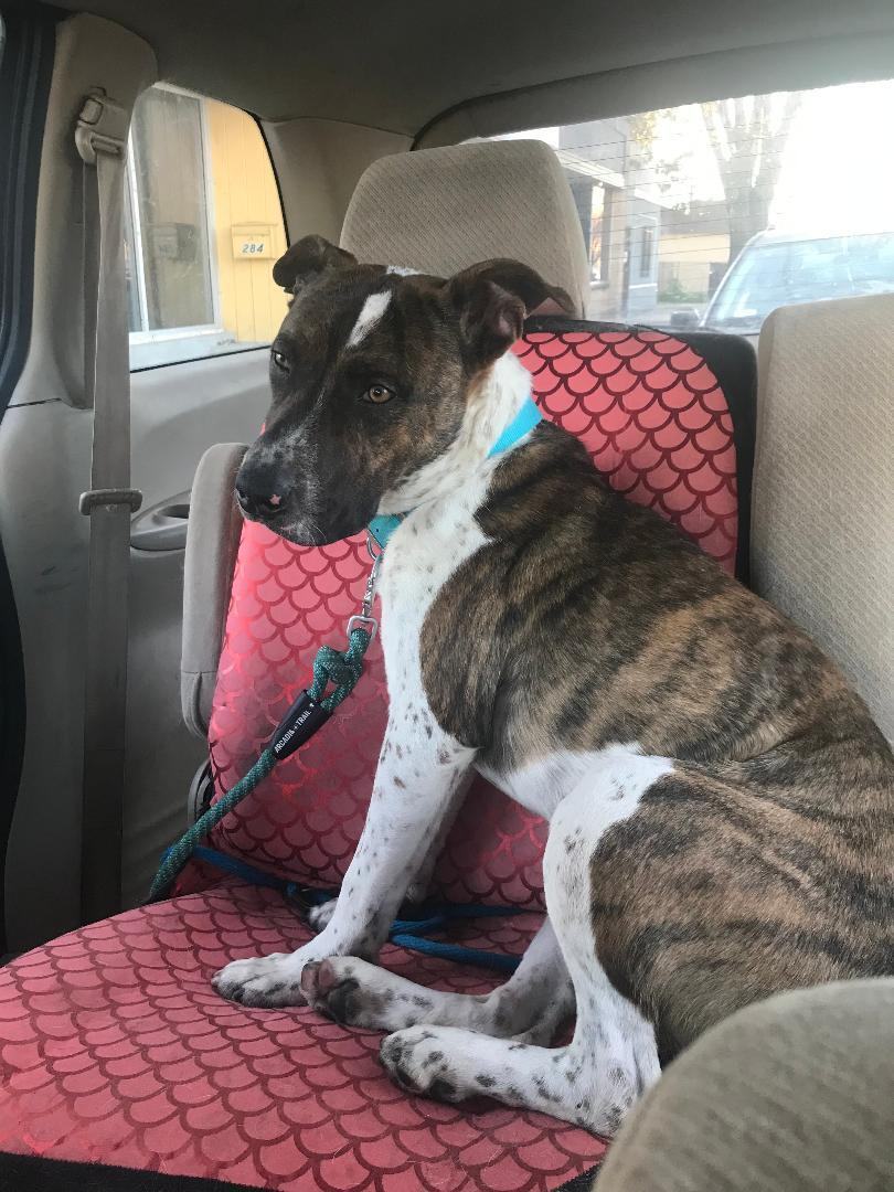 Enlarge ROCKET, a Adoptable mixed breed in Pittsburg, CA image 4/8