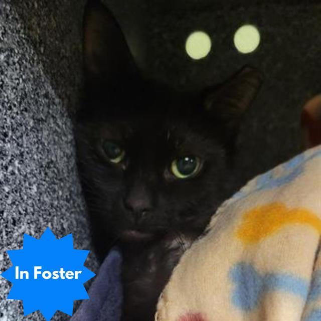 Enlarge GWEN, a Adoptable Domestic Medium Hair in Indianapolis, IN image 1/1