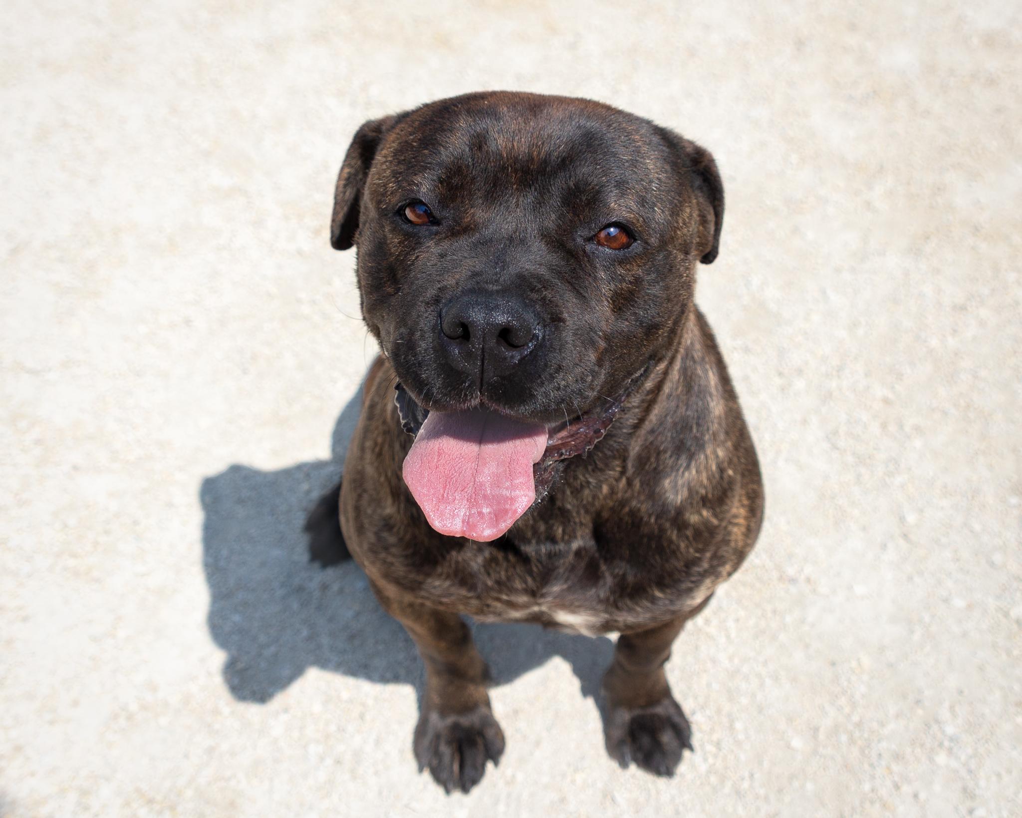 Ciri, an adoptable American Bulldog in Winnipeg, MB, R3E 3N8 | Photo Image 1