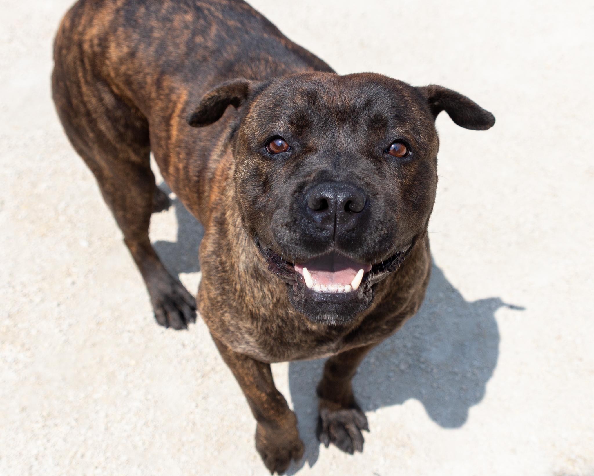 Ciri, an adoptable American Bulldog in Winnipeg, MB, R3E 3N8 | Photo Image 2