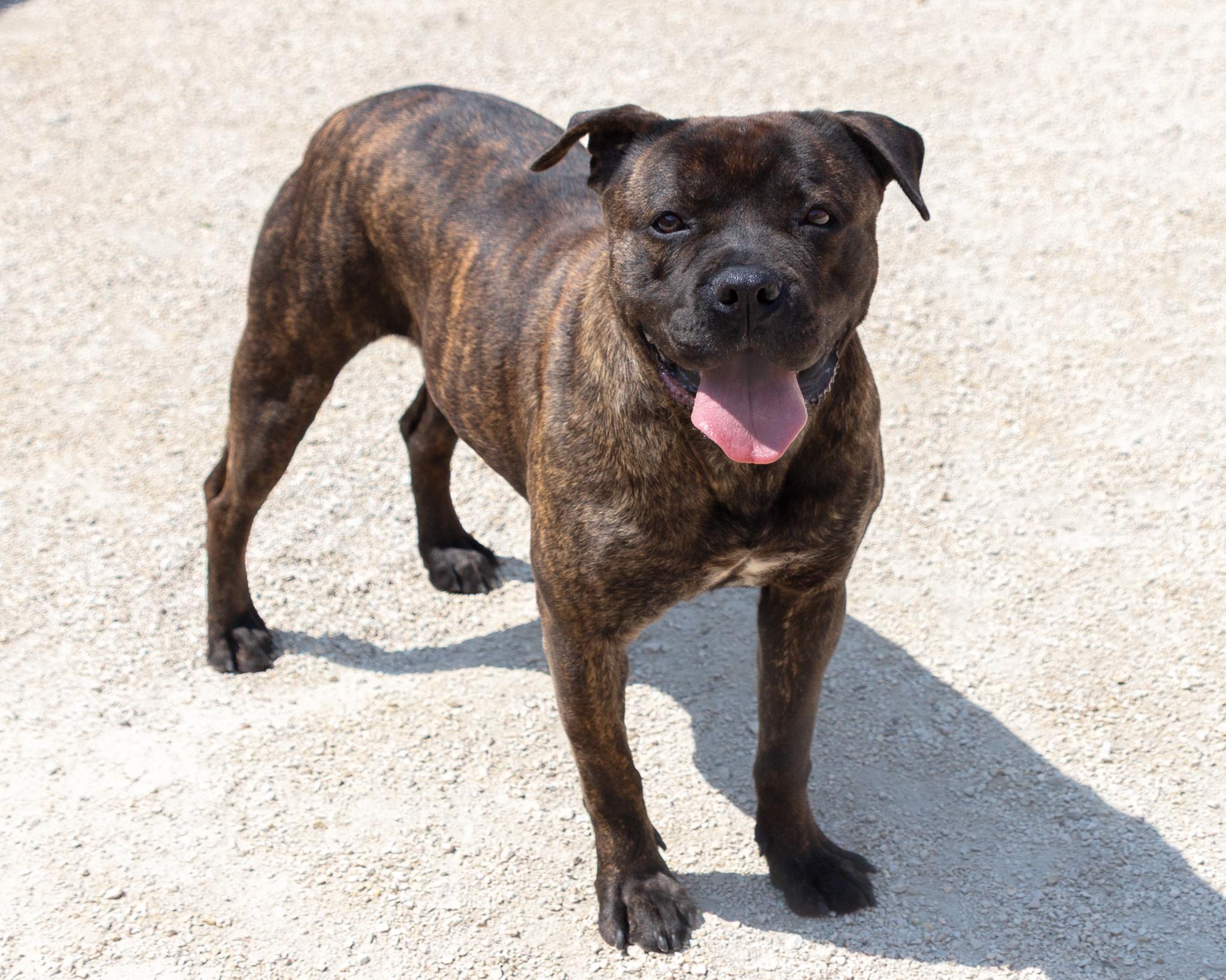 Ciri, an adoptable American Bulldog in Winnipeg, MB, R3E 3N8 | Photo Image 3
