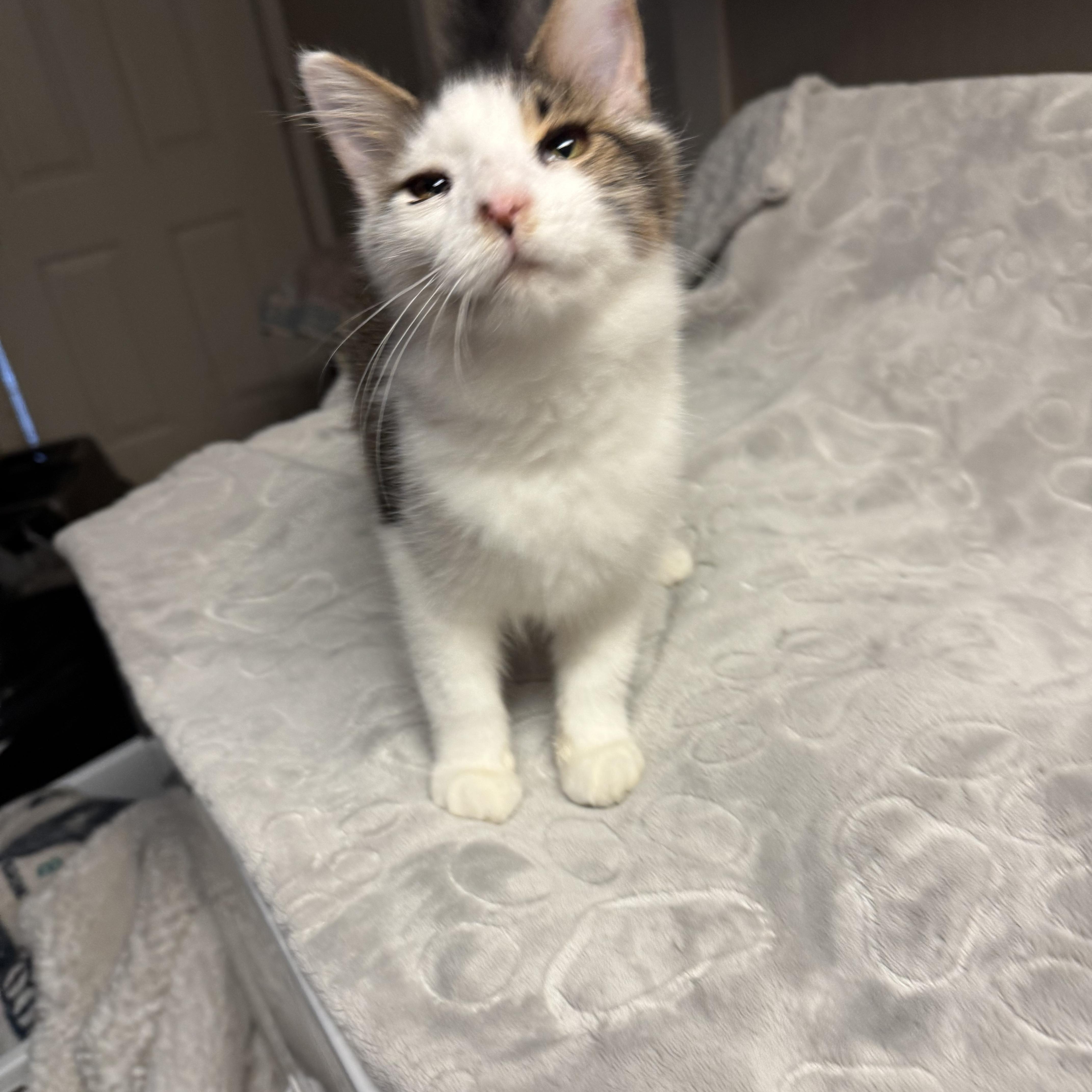 Cupcake, an adopted Domestic Short Hair in Warwick, RI image 1/2