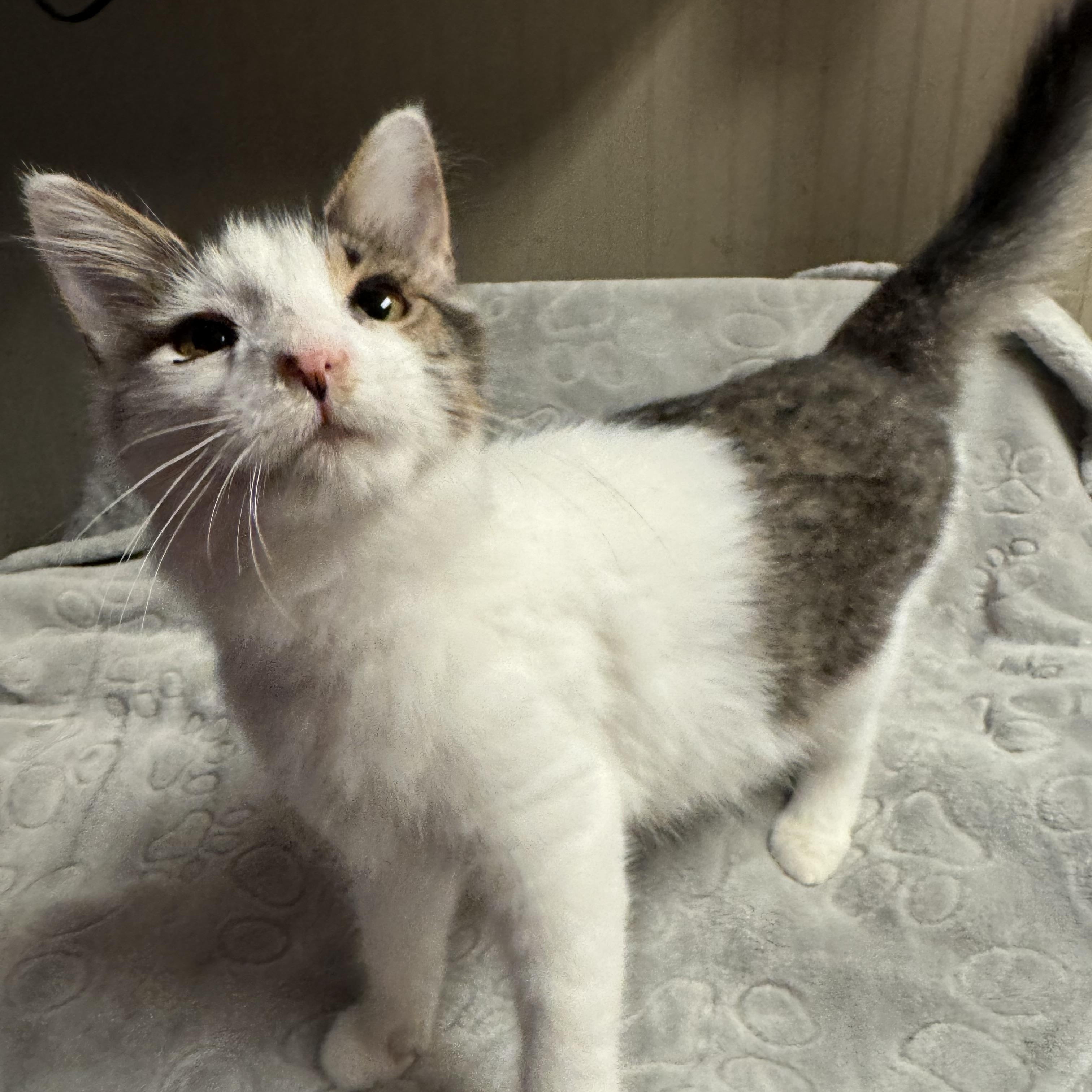 Cupcake, an adopted Domestic Short Hair in Warwick, RI image 2/2