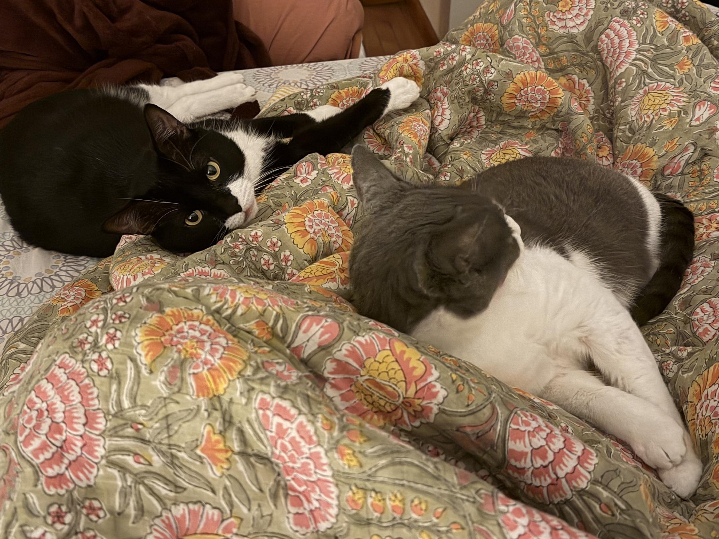 Enlarge Rick, a ADOPTABLE Domestic Short Hair in Brooklyn, NY image 3/6