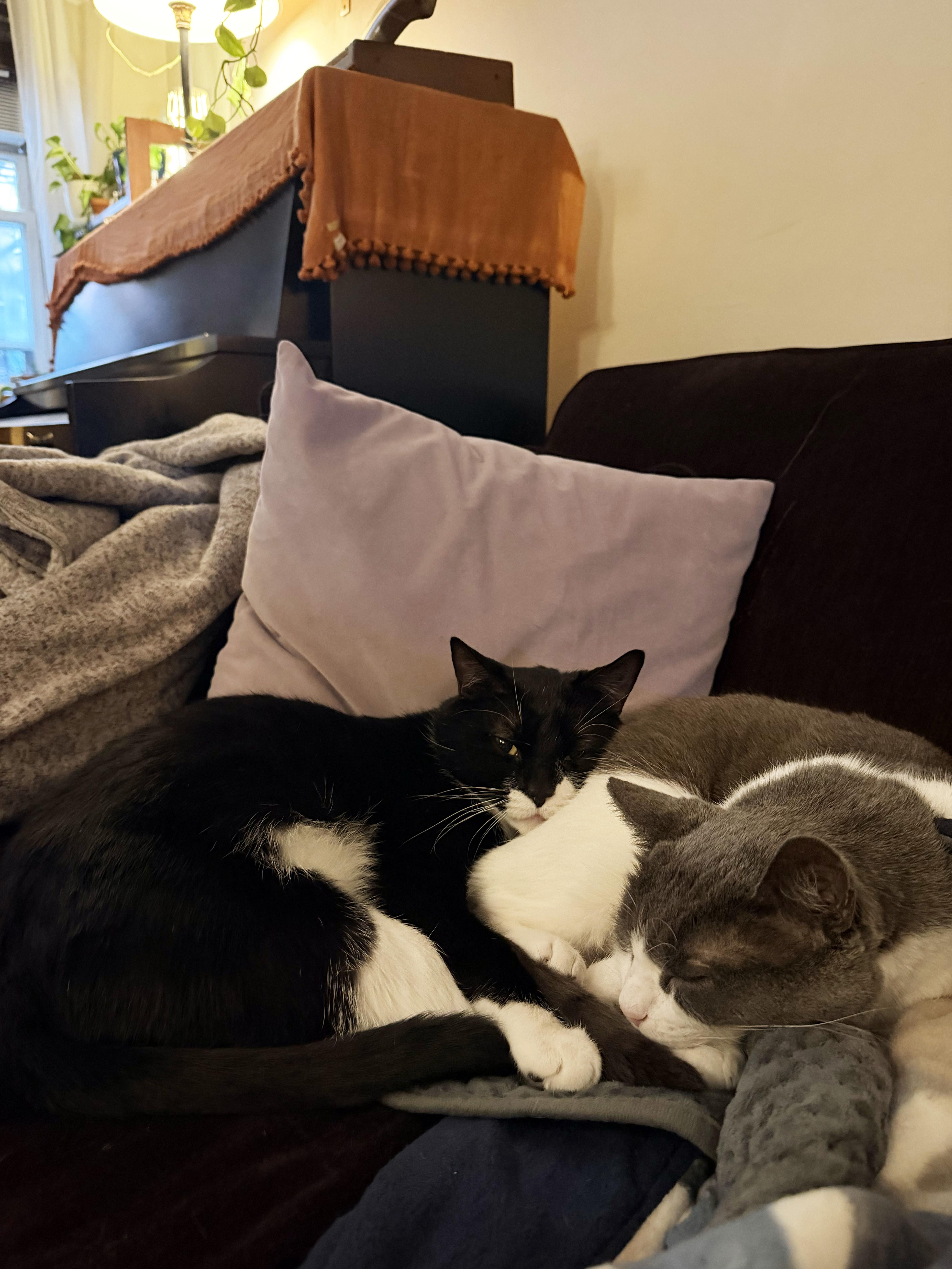 Enlarge Rick, a ADOPTABLE Domestic Short Hair in Brooklyn, NY image 4/6