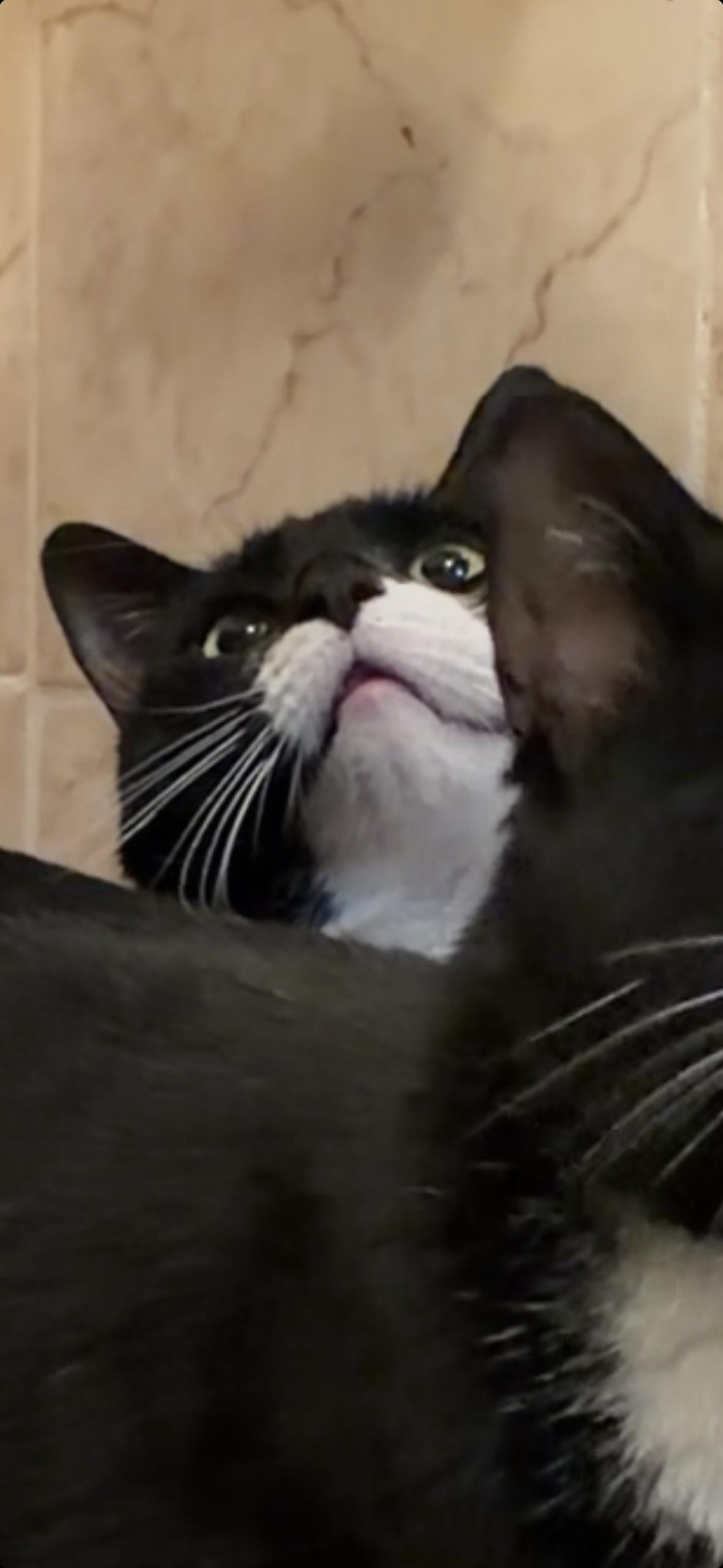 Enlarge Rick, a ADOPTABLE Domestic Short Hair in Brooklyn, NY image 5/6