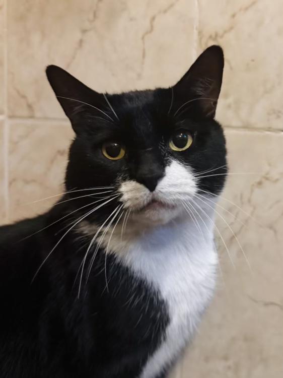 Enlarge Rick, a ADOPTABLE Domestic Short Hair in Brooklyn, NY image 2/6