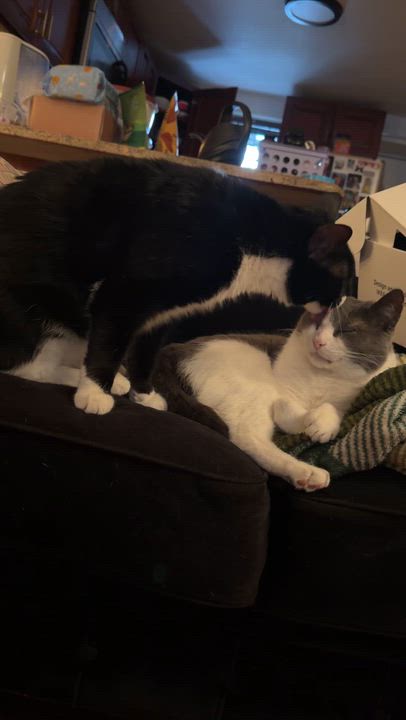 Enlarge Rick, a ADOPTABLE Domestic Short Hair in Brooklyn, NY video 6/6