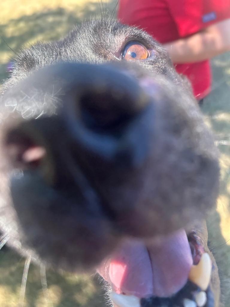 HYDE, Adoptable, Adult Male Terrier & Labrador Retriever.