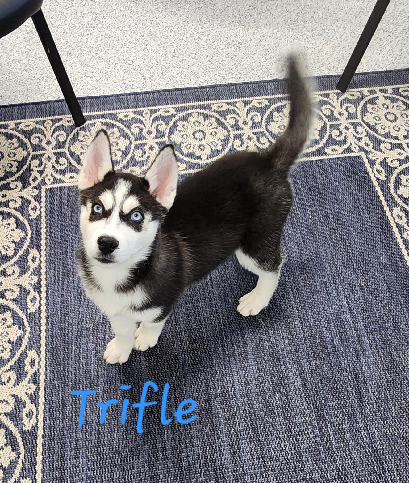 Trifle, Baby Male Siberian Husky