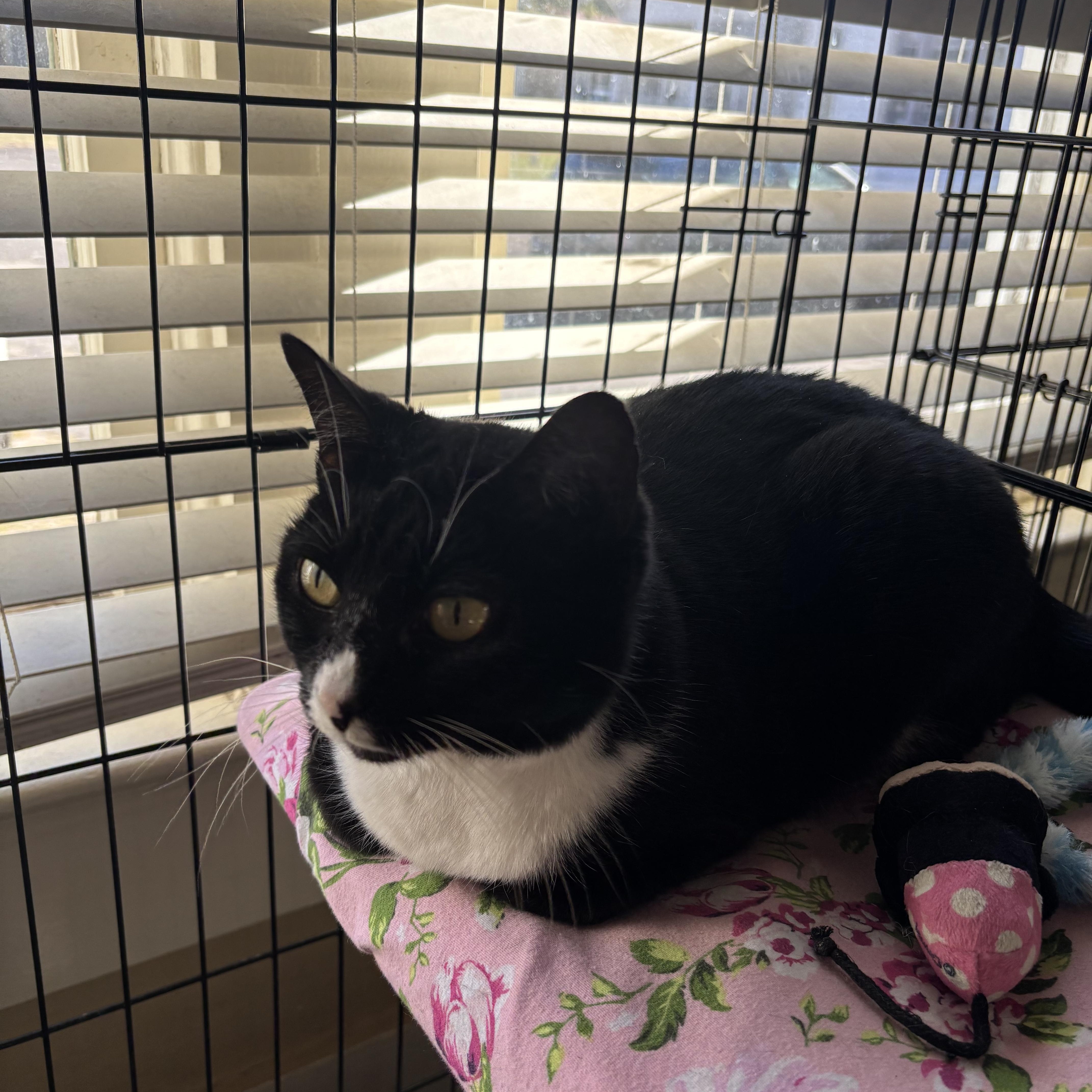 Wisp , a ADOPTABLE Domestic Short Hair in Statesboro, GA image 1/3