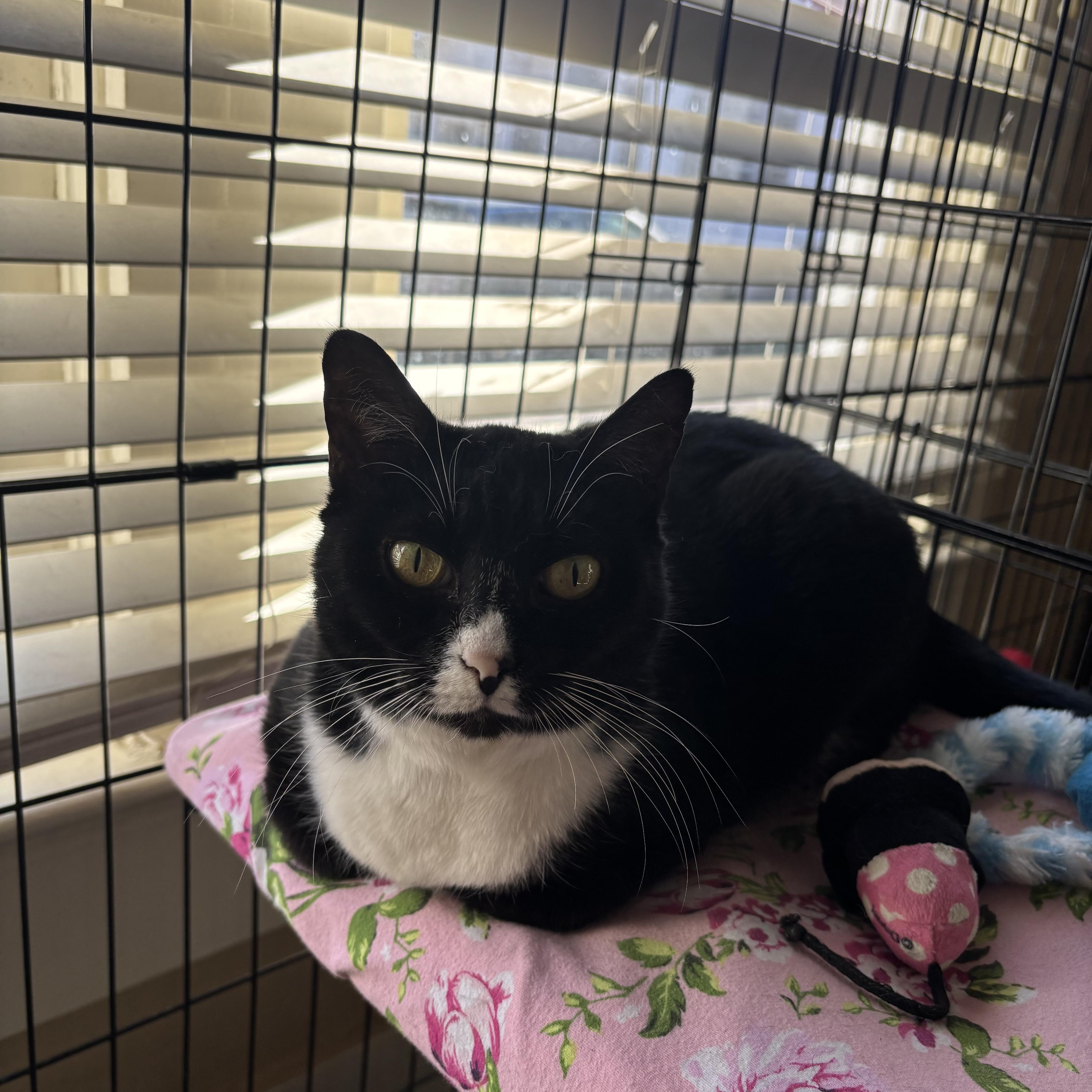 Wisp , a ADOPTABLE Domestic Short Hair in Statesboro, GA image 2/3