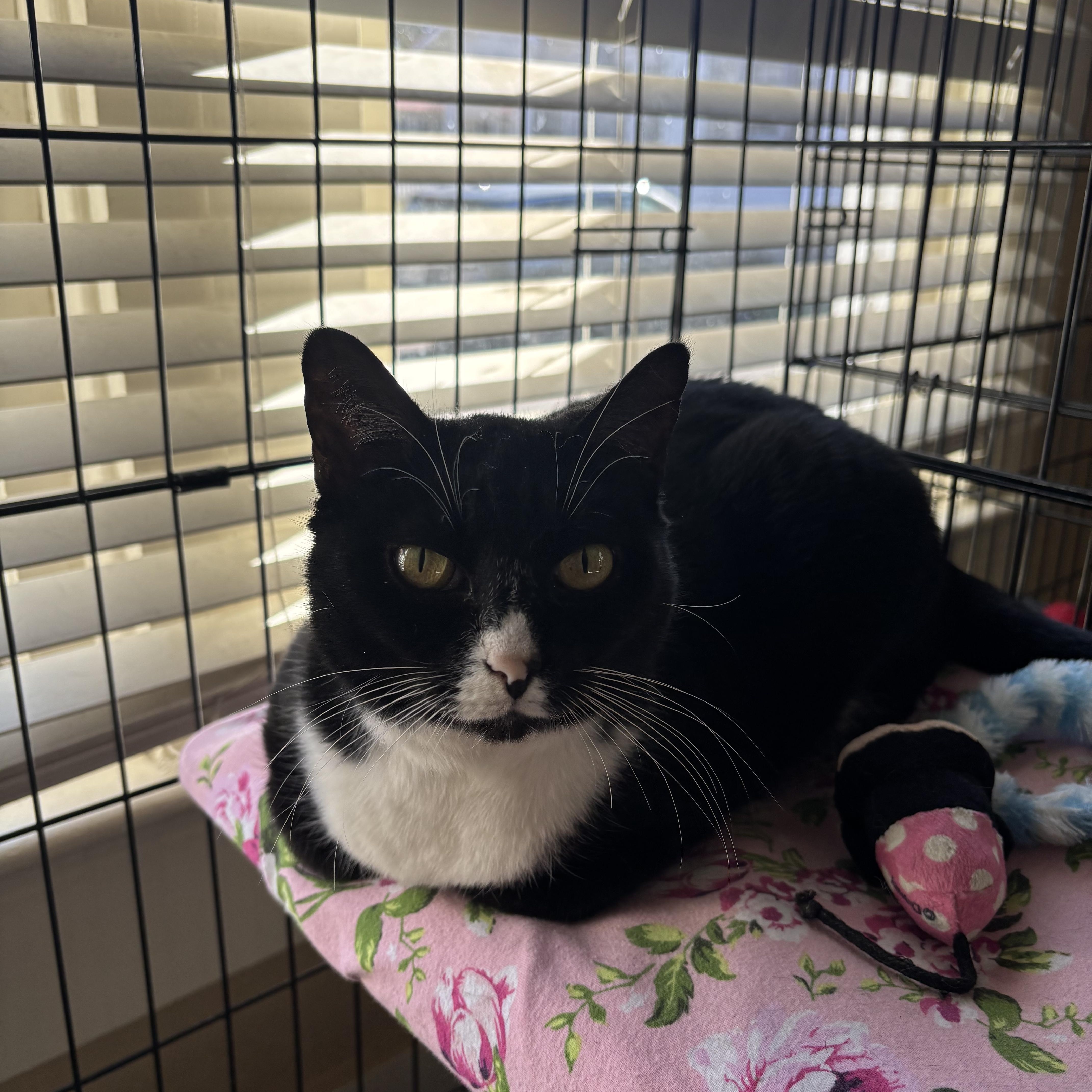 Wisp , a ADOPTABLE Domestic Short Hair in Statesboro, GA image 3/3