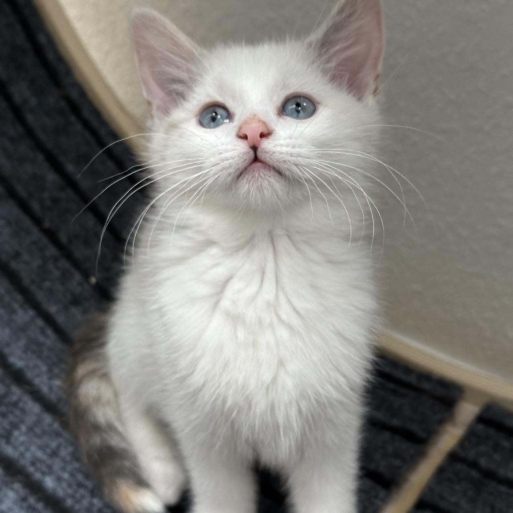 Sugarplum, Adoptable, Kitten Female Domestic Short Hair.