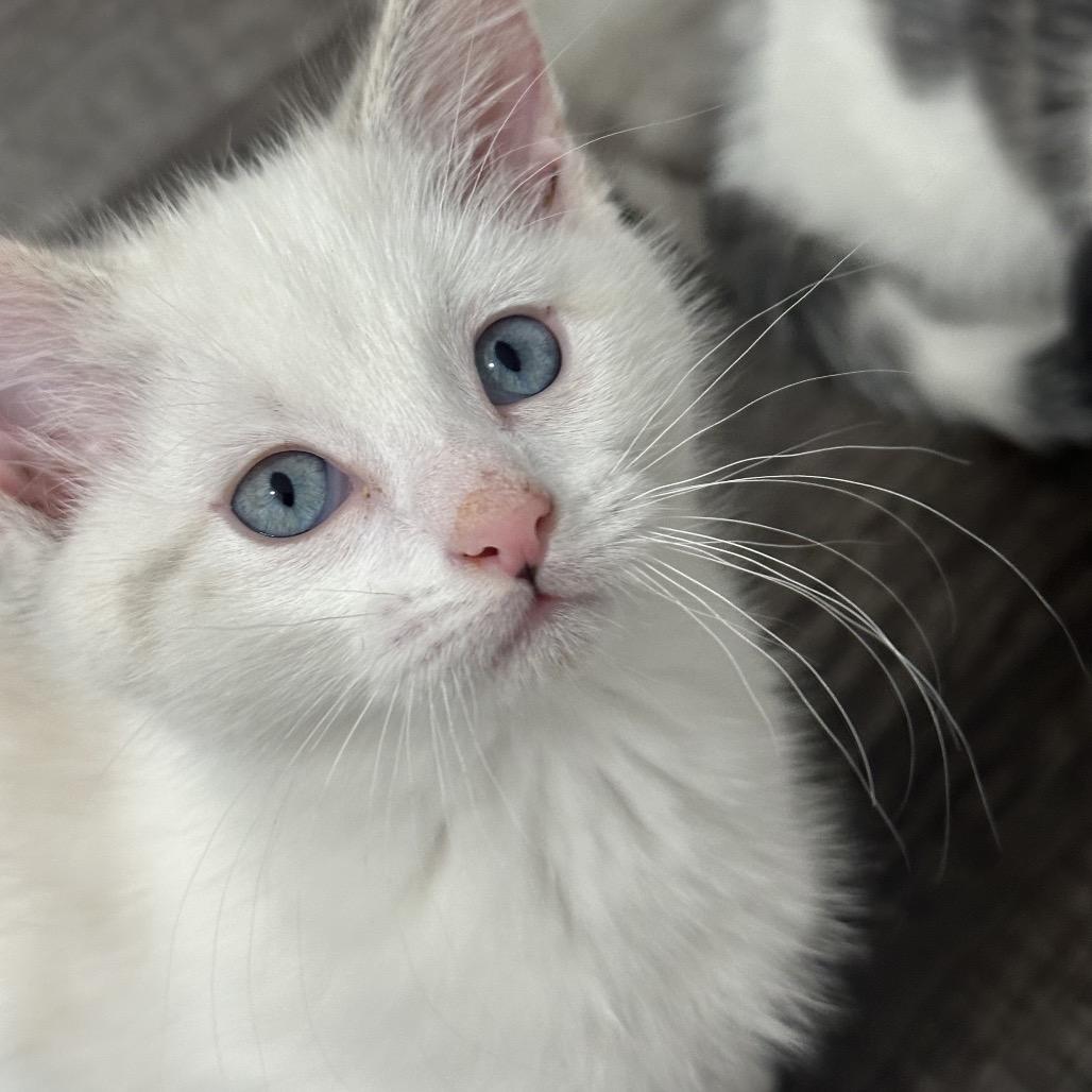 Sugarplum, a Adoptable Domestic Short Hair in Commerce City, CO image 2/6
