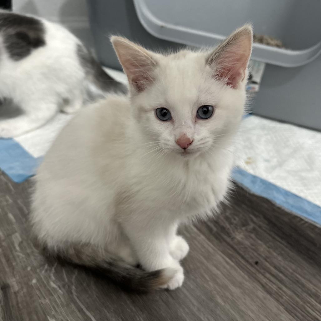 Sugarplum, a Adoptable Domestic Short Hair in Commerce City, CO image 3/6
