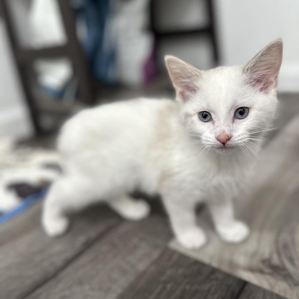 Sugarplum, a Adoptable Domestic Short Hair in Commerce City, CO image 4/6