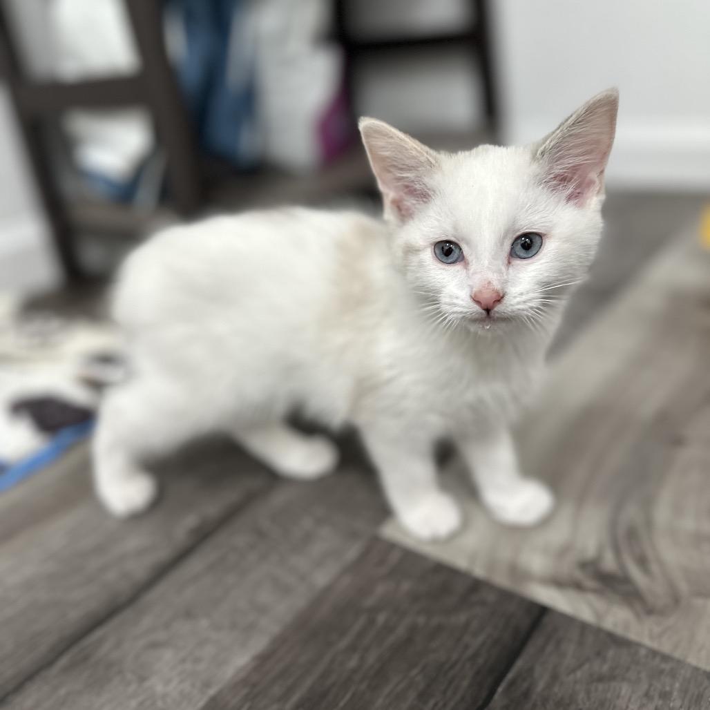 Sugarplum, a Adoptable Domestic Short Hair in Commerce City, CO image 5/6