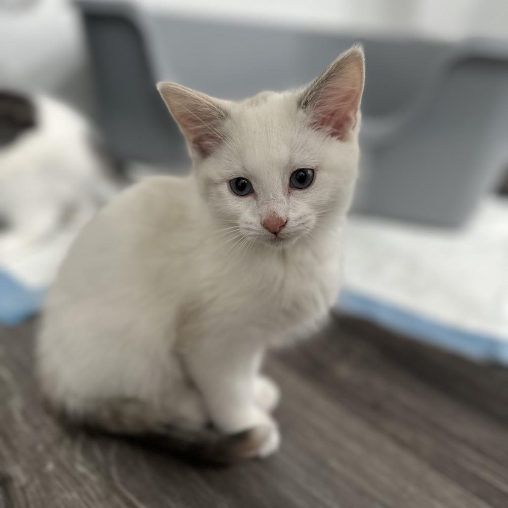 Sugarplum, a Adoptable Domestic Short Hair in Commerce City, CO image 6/6