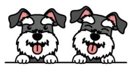 minis minis minis, ADOPTABLE, Adult Female Schnauzer.