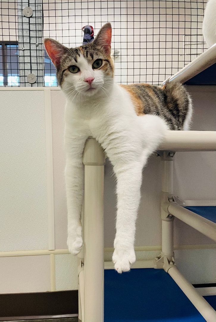 Anna, Adoptable, Young Female Torbie & Domestic Short Hair.