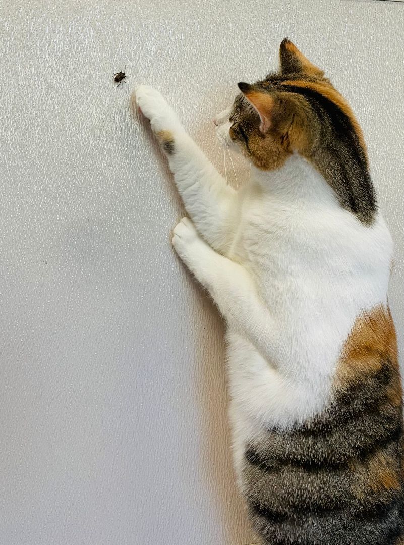 Enlarge Anna, a Adoptable mixed breed in Salisbury, NC image 3/11