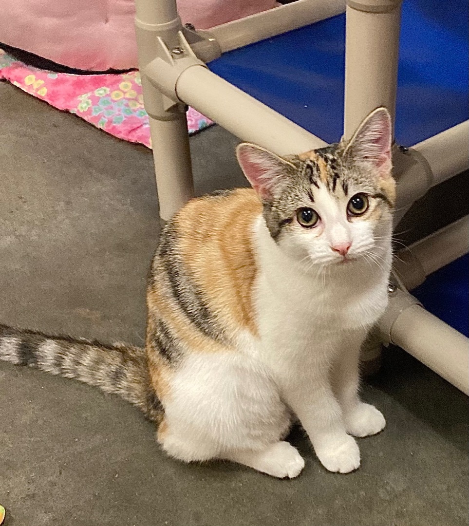 Enlarge Anna, a Adoptable mixed breed in Salisbury, NC image 5/11