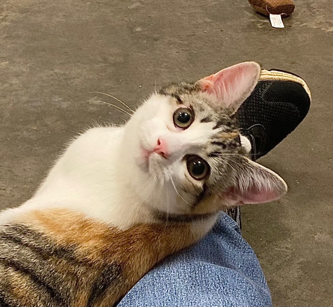 Enlarge Anna, a Adoptable mixed breed in Salisbury, NC image 6/11