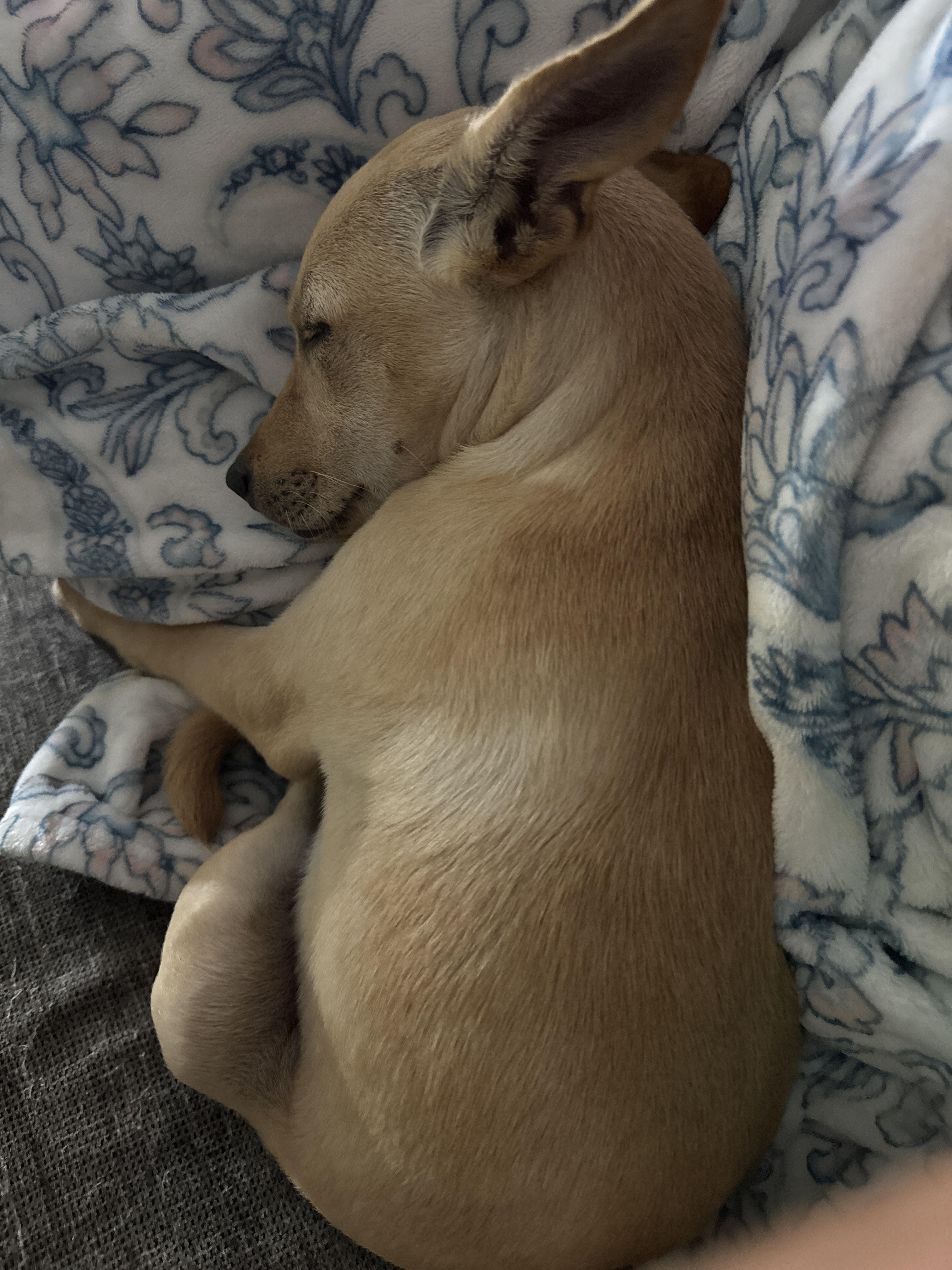 Enlarge Oby, a Adopted Mixed Breed in Baldwin, MD image 4/6