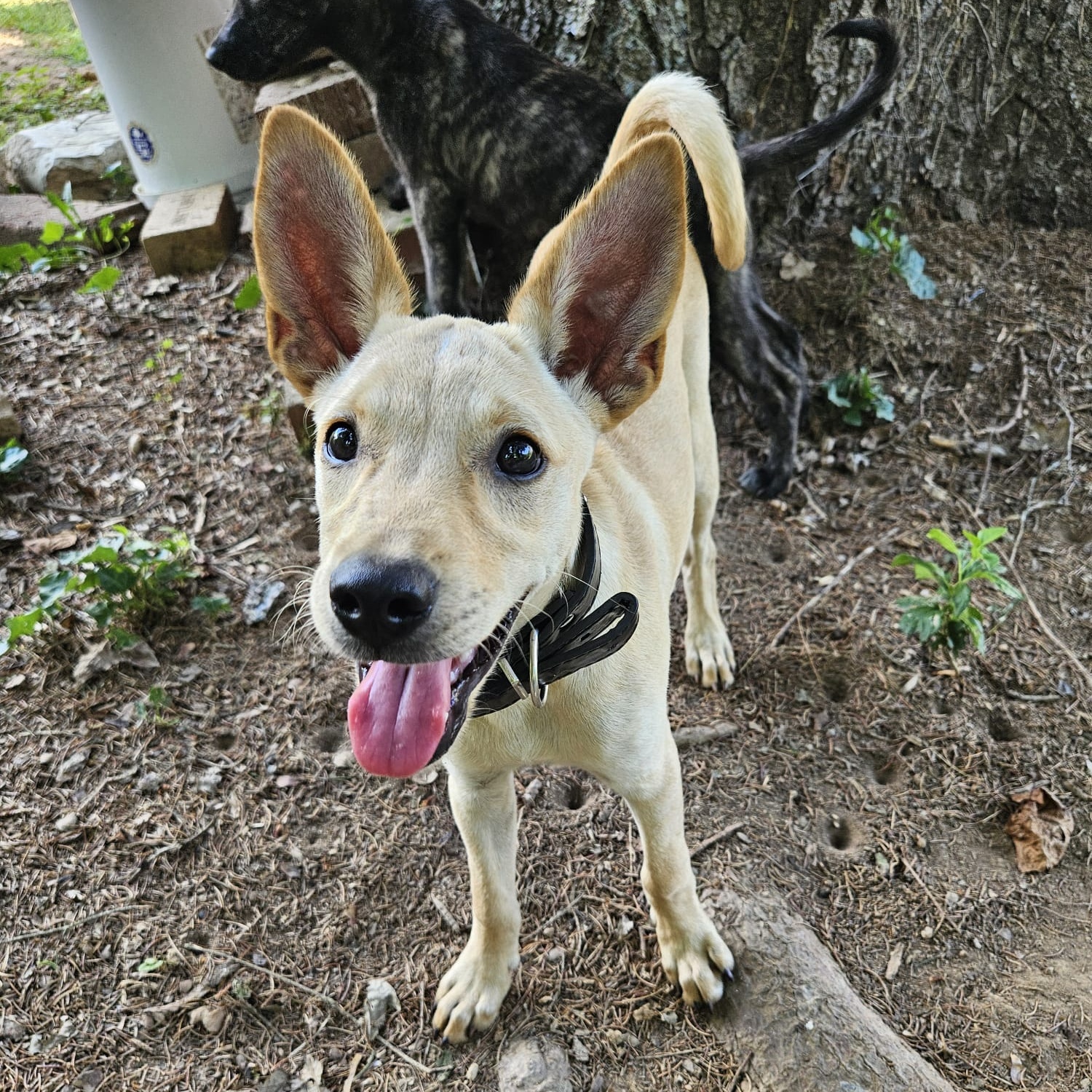 Oby, Adopted, Puppy Male Mixed Breed.