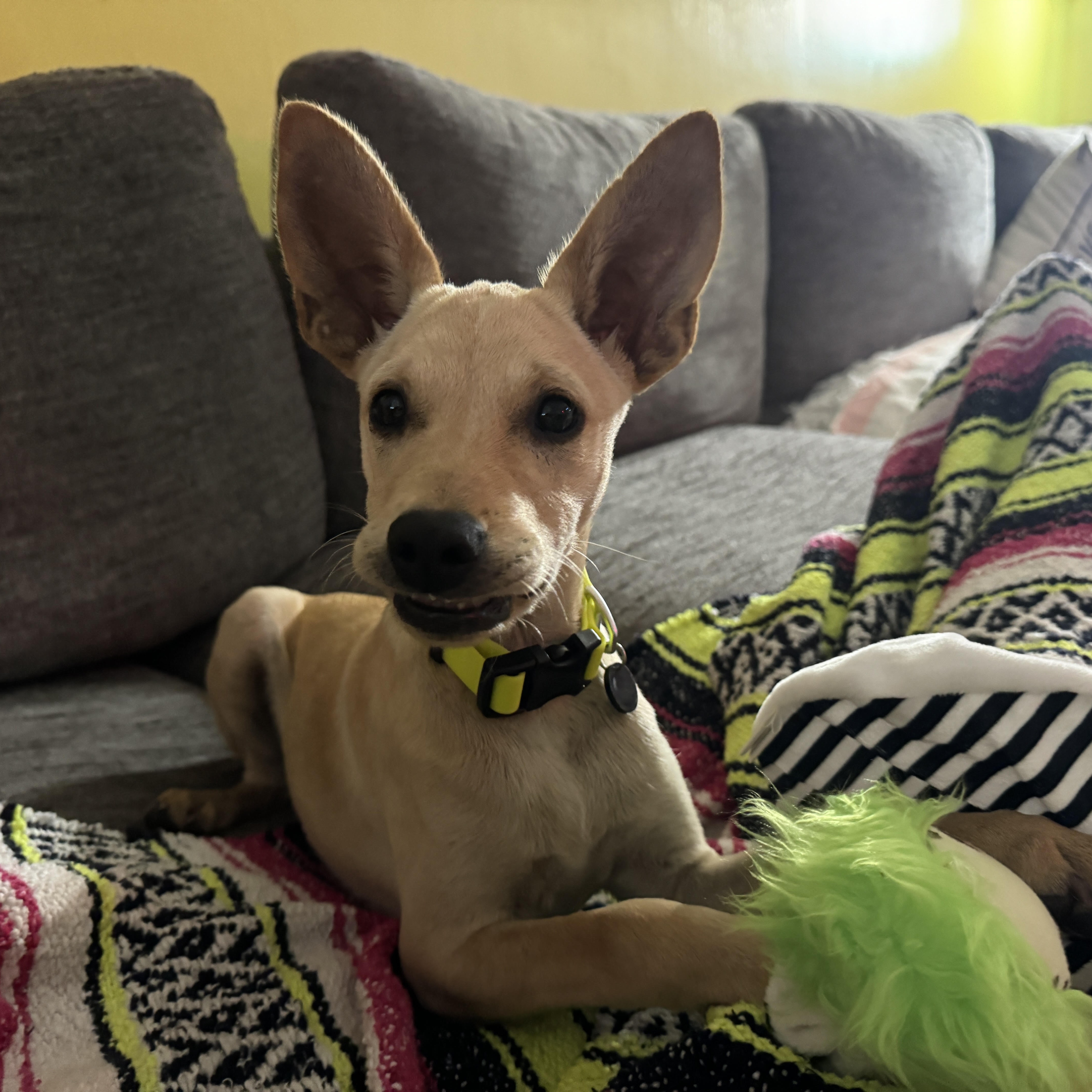 Enlarge Oby, a Adopted Mixed Breed in Baldwin, MD image 5/6