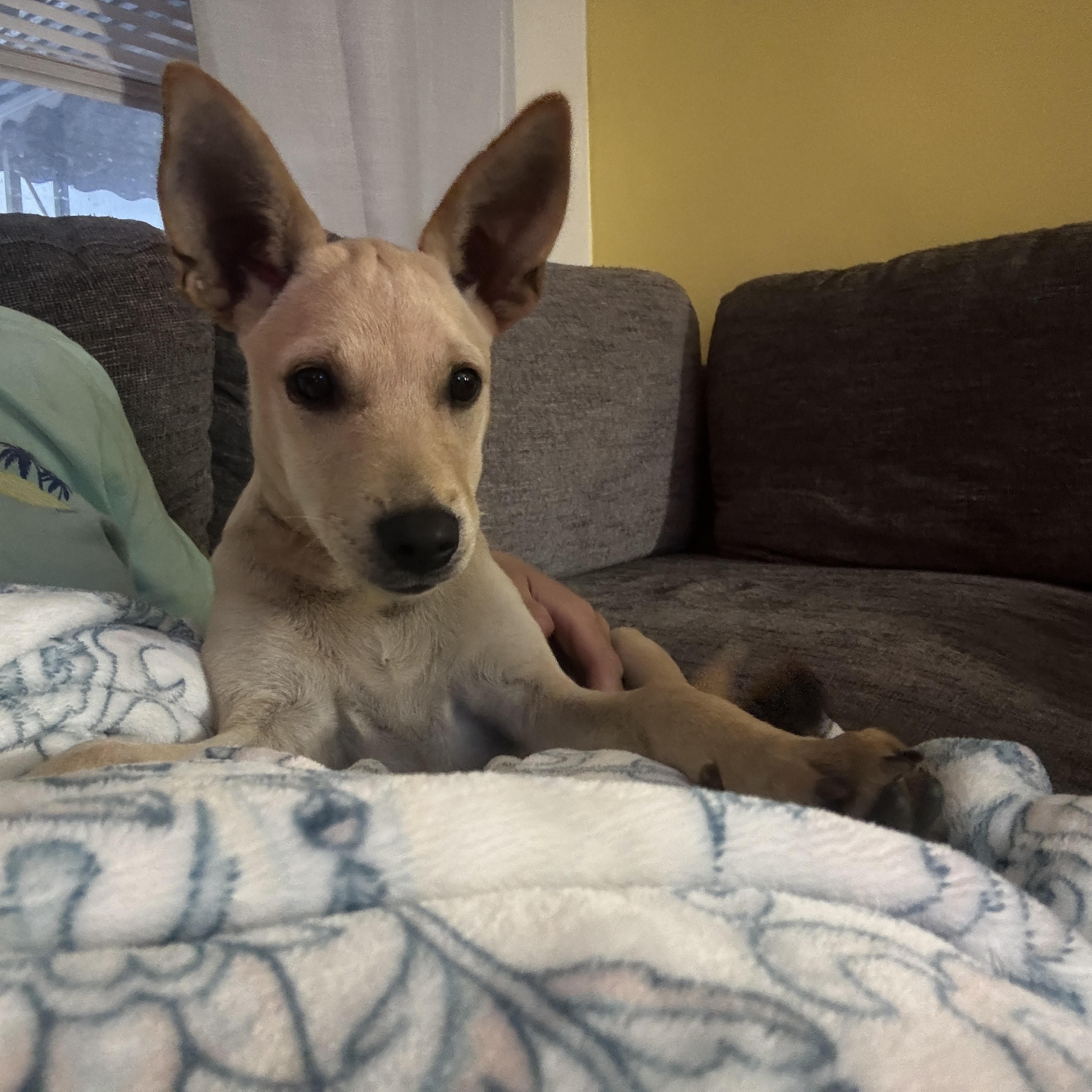 Enlarge Oby, a Adopted Mixed Breed in Baldwin, MD image 6/6