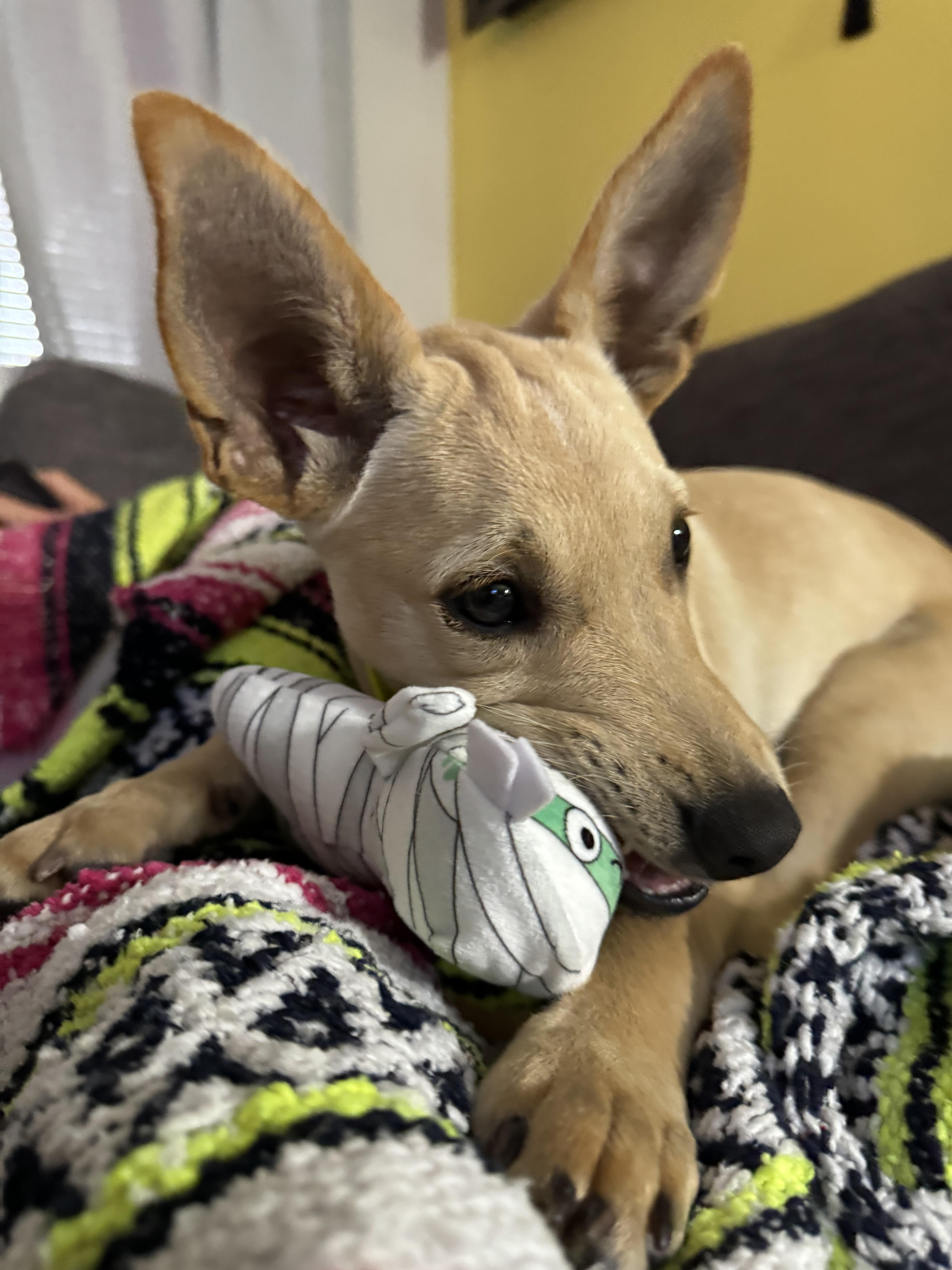 Enlarge Oby, a Adopted Mixed Breed in Baldwin, MD image 2/6