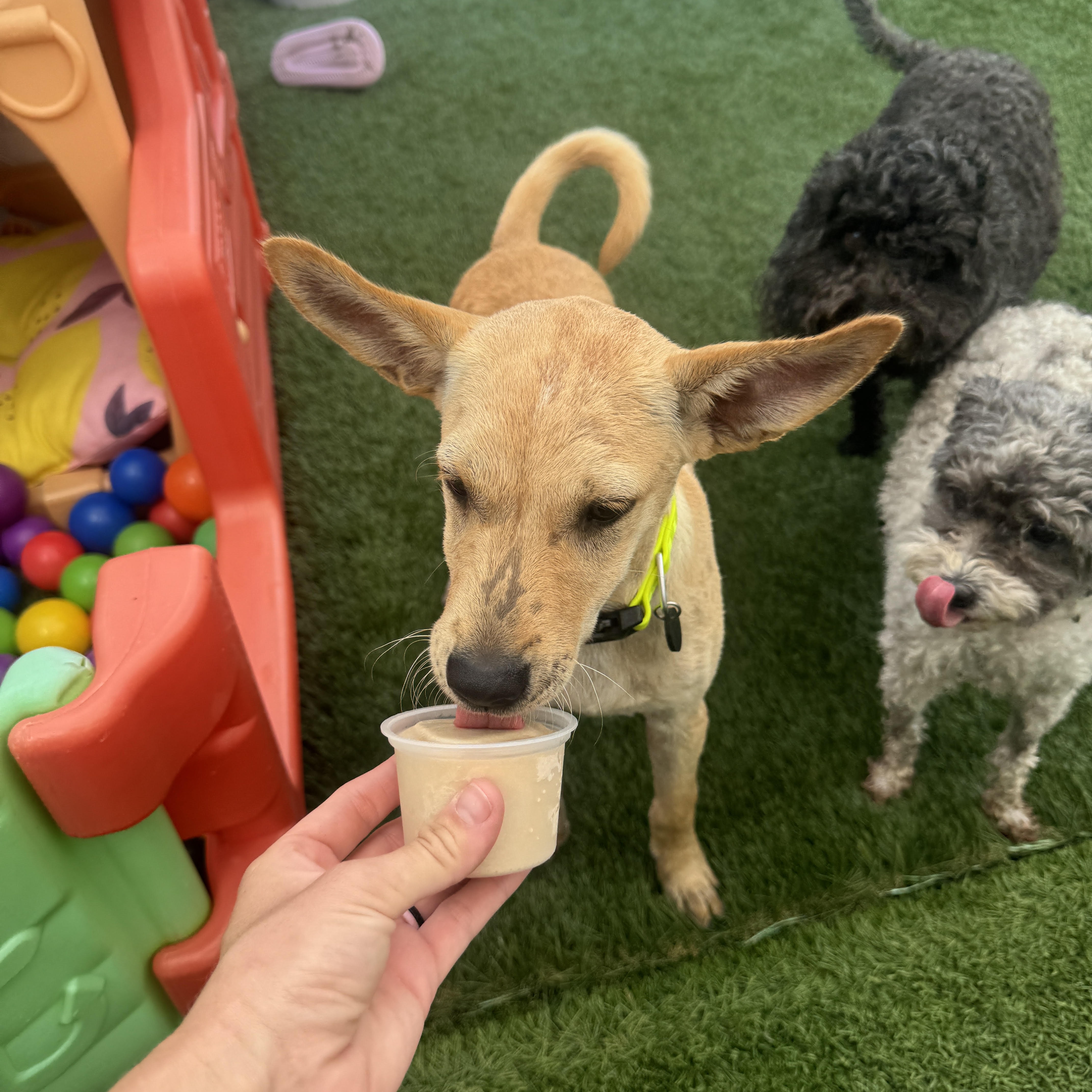 Enlarge Oby, a Adopted Mixed Breed in Baldwin, MD image 3/6