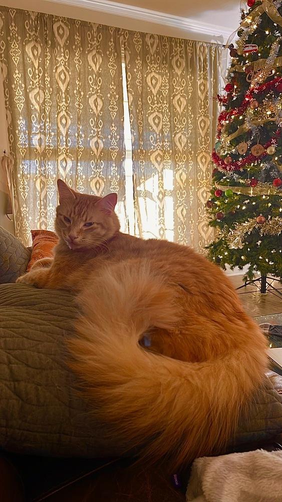 Leo, Adoptable, Adult Male Domestic Long Hair.