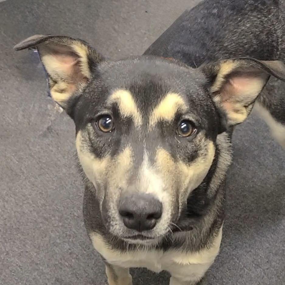 Wilbur, a Adoptable mixed breed in Spotsylvania, VA image 2/3