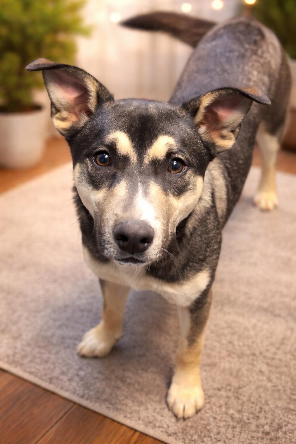 Enlarge Wilbur, a Adoptable mixed breed in Spotsylvania, VA image 2/3