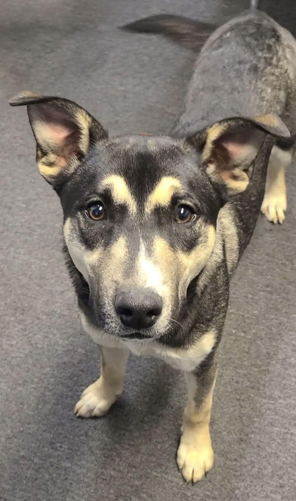 Wilbur, a Adoptable mixed breed in Spotsylvania, VA image 3/3