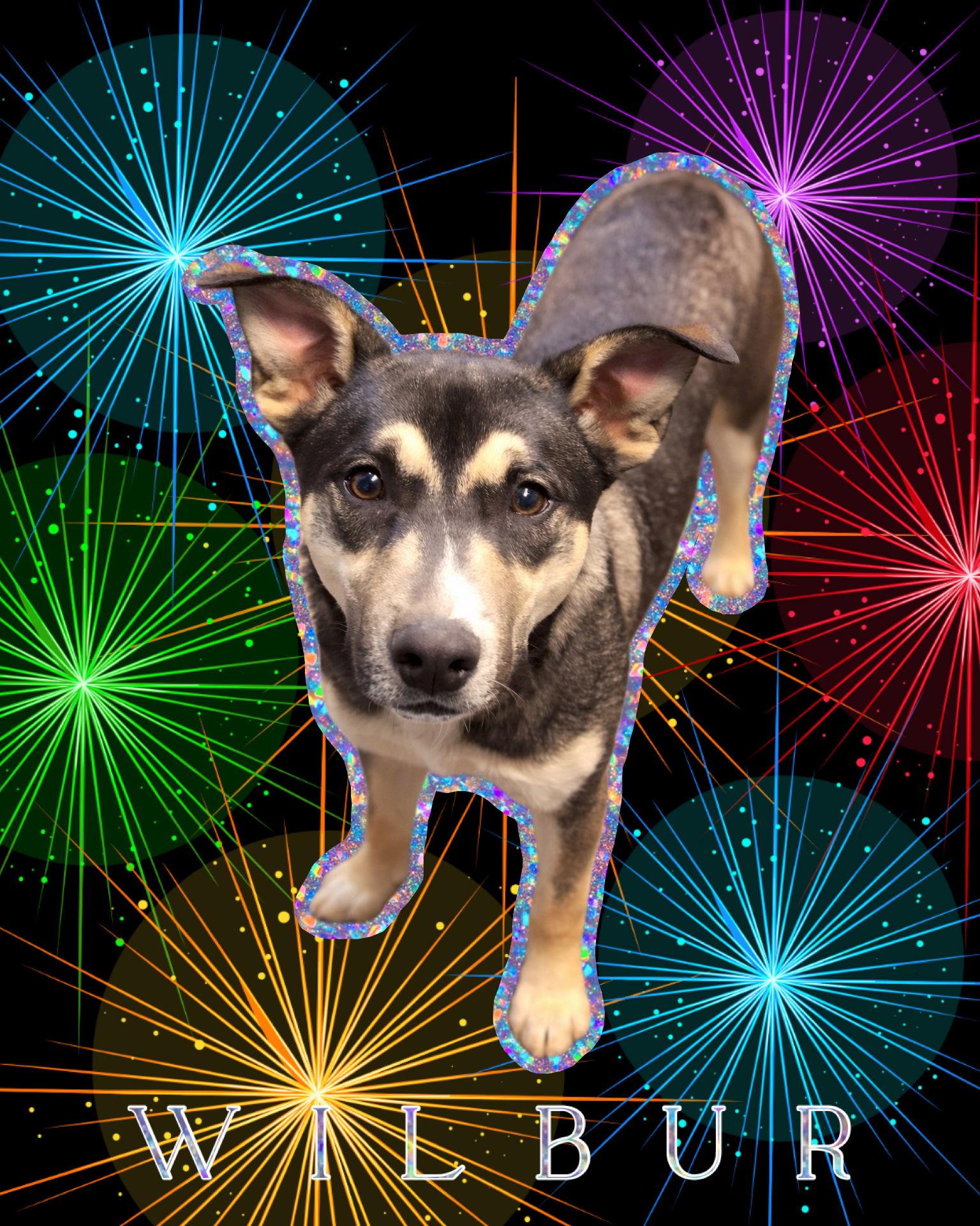 Enlarge Wilbur, a Adoptable mixed breed in Spotsylvania, VA image 3/3