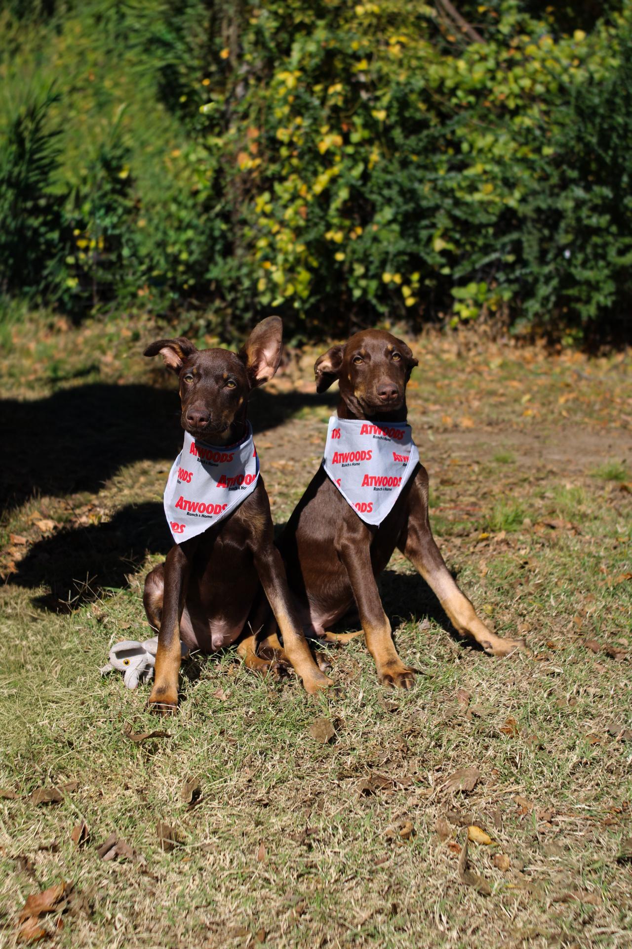 Enlarge Fisher - Mini Doberman, a Adopted Doberman Pinscher in Muldrow, OK image 2/2