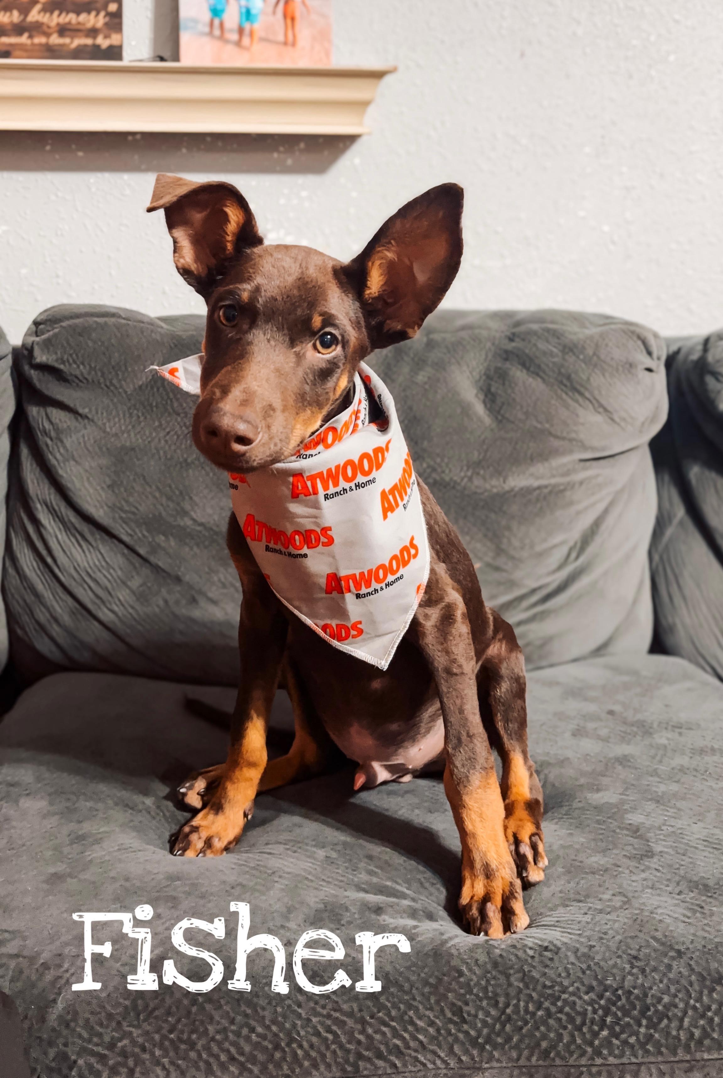 Enlarge Fisher - Mini Doberman, a Adopted Doberman Pinscher in Muldrow, OK image 1/2