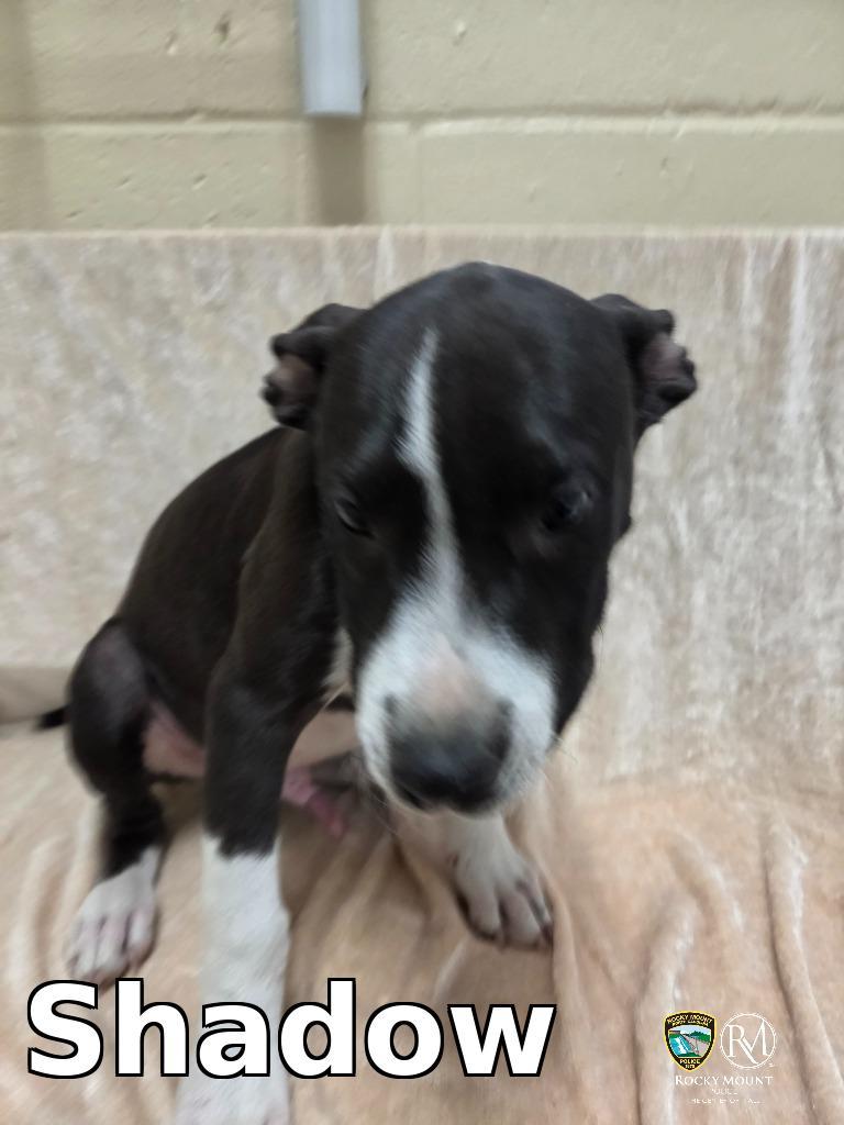 Shadow, Adoptable, Puppy Male Pit Bull Terrier.