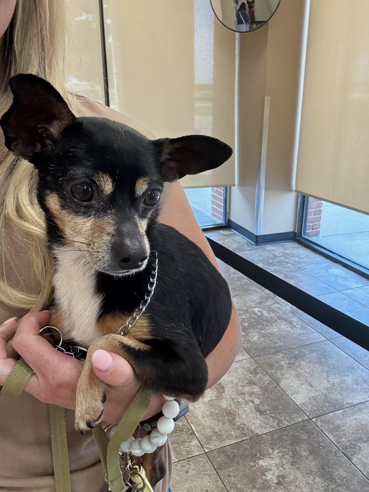 Simba, adopted, Adult Male Chihuahua.