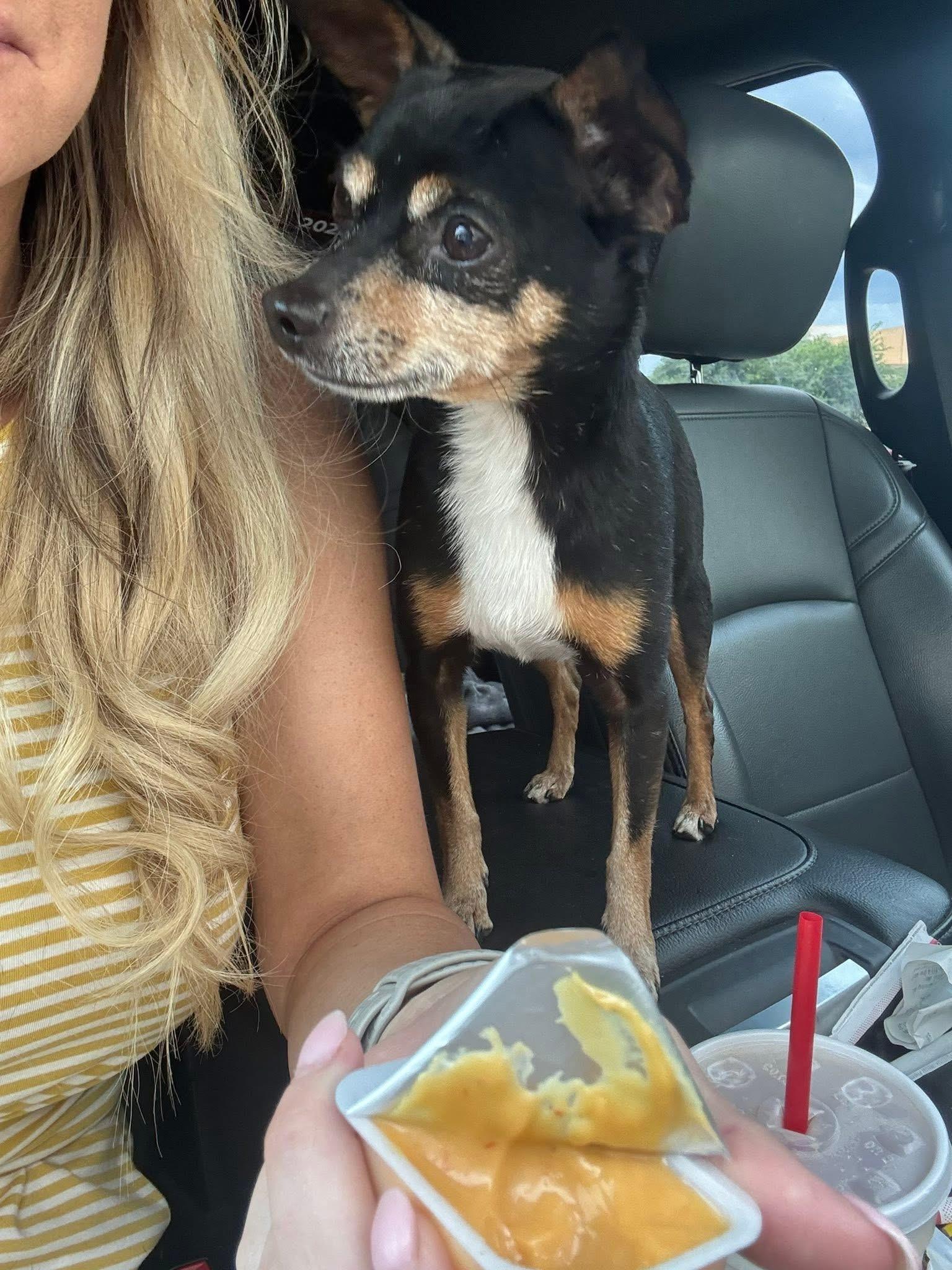 Simba, an adopted Chihuahua in Garland, TX image 3/4