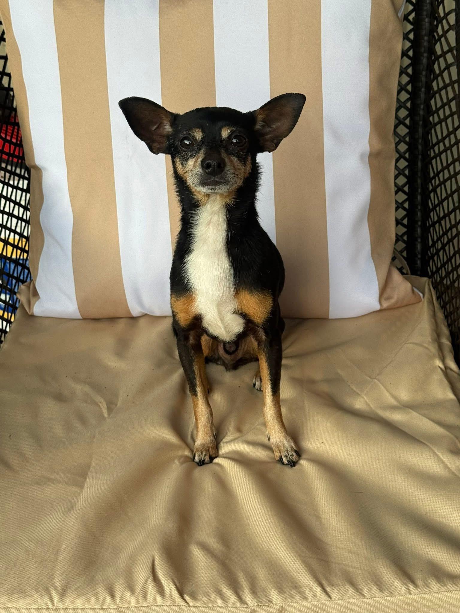 Simba, an adopted Chihuahua in Garland, TX image 4/4