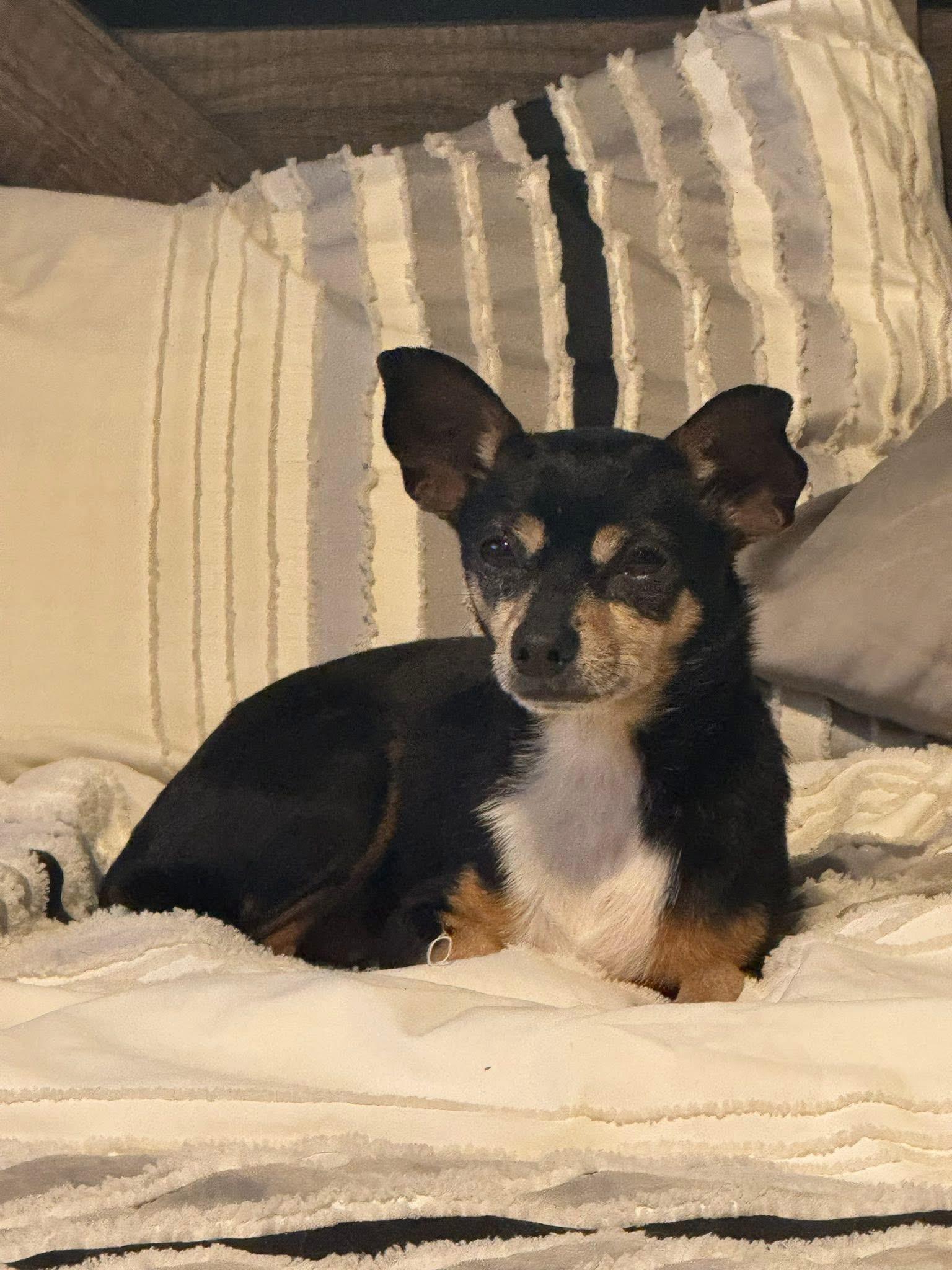 Simba, an adopted Chihuahua in Garland, TX image 2/4