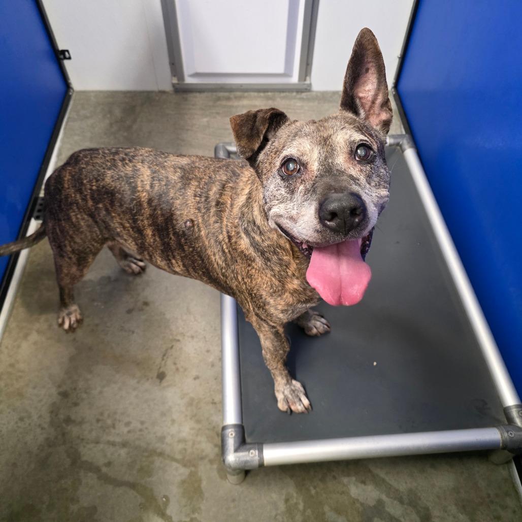 Enlarge Mocka, a Adoptable Mixed Breed in Marble, NC image 1/1